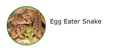 Egg Eater Snake : r/ReptileRange