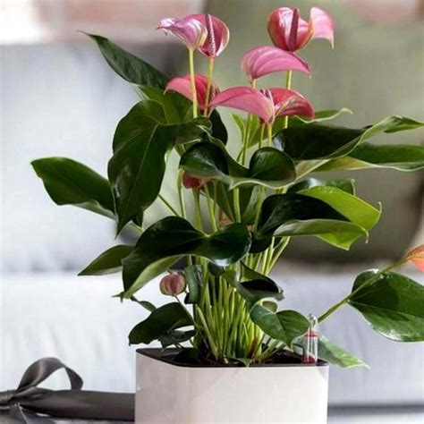 Anthurium różowe Karma Pink Roslinydomowe pl