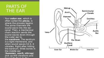 Ap Psychology Auditory Sensation And Perception Powerpoint Tpt