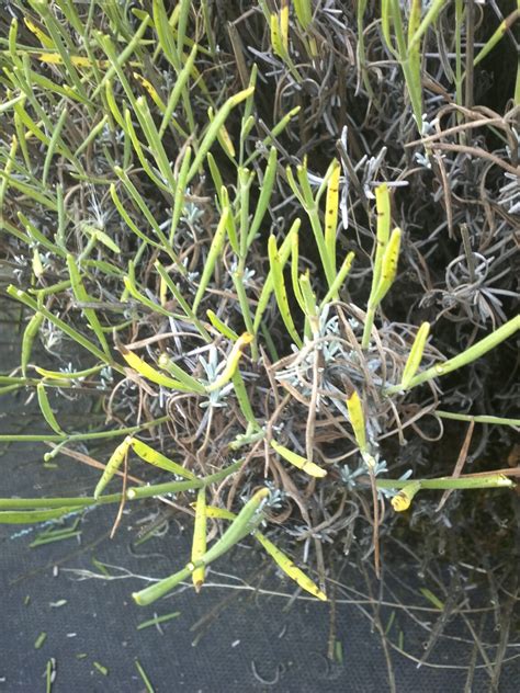 Why Are My Lavender Leaves Turning Brown At Ronald Farthing Blog