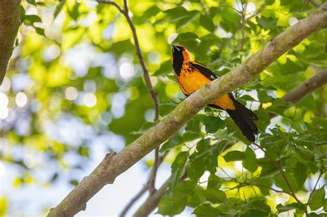 Donate — Tropical Audubon Society