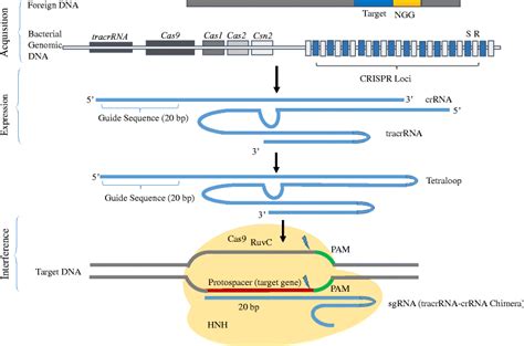 Schematic Representation Of Crisprcas9 Biogenesis And Function In Download Scientific Diagram