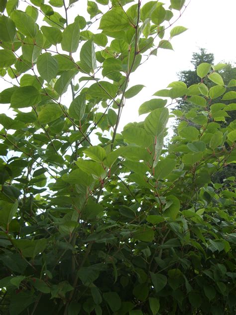 The #JapaneseKnotweed rhizome system may extend to & beyond a depth of