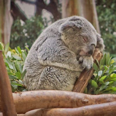 How much do koala bears sleep each day? | globalquiz.org