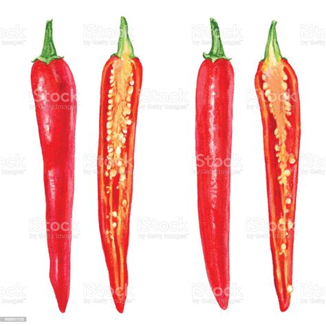 Watercolor Fresh Red Chili Pepper Cut In Half Seed Isolated On White