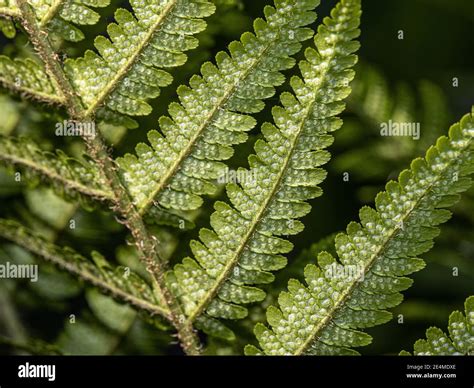 Sporangium Hi Res Stock Photography And Images Alamy