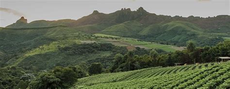 Coffee Beans - Espresso Arabica and Robusta Beans | Lavazza