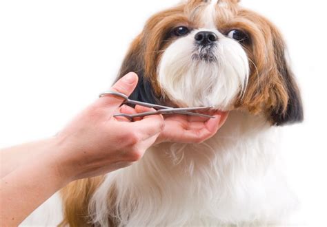 Puppy Groomer Tips Your Guide To A Well Groomed Pup