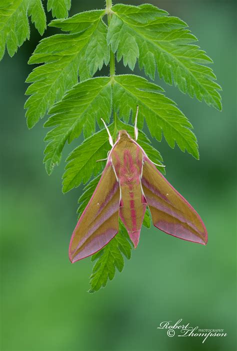 Elephant Hawk Moth Robert Thompson Photographyrobert Thompson Photography