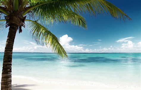 🔥 Download Wallpaper Sand Sea Beach The Sun Palm Trees Shore Island By