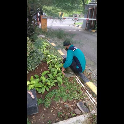 Perawatan Taman Merawat Tanaman Outdoor Di Amartapura 18 06 2022 Oleh