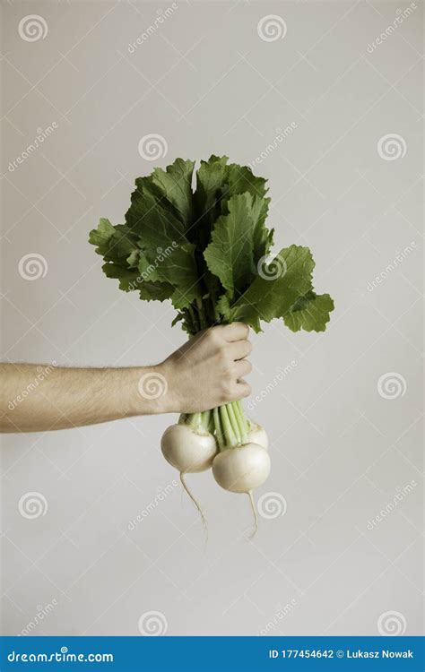 Organic Fresh Harvested Vegetables Farmer`s Hands Holding Fresh Turnip