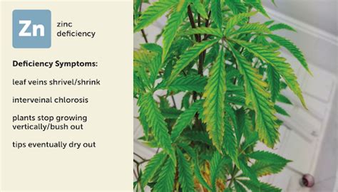 Most Common Cannabis Deficiencies Cannabis Seeds Humboldt Seed Company