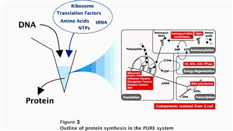 Cell Free Protein Synthesis - Protein Choices