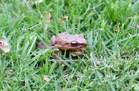 Coquí Características hábitat reproducción variedades alimentación