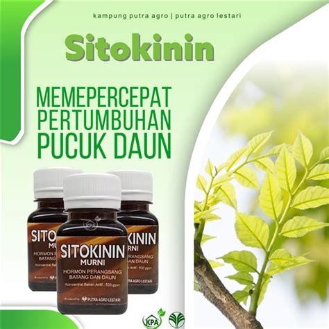 Hormon Zpt Sitokinin Pembentuk Tunas Batang Dan Daun