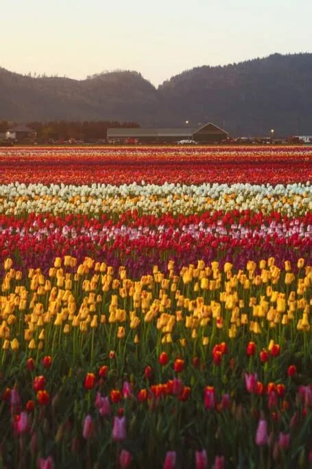 Sunrise Meanderings Amongst the Tulips: Lakeland Flowers in Abbotsford ...