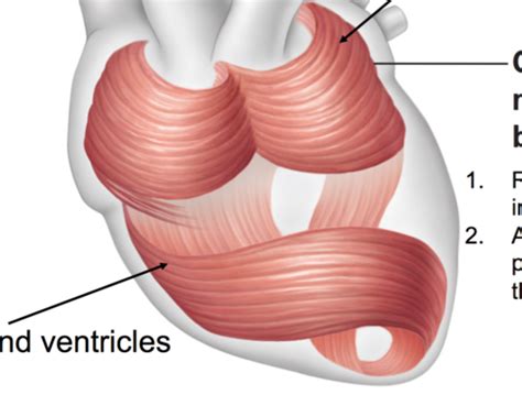 Cardiac Muscle Bundle