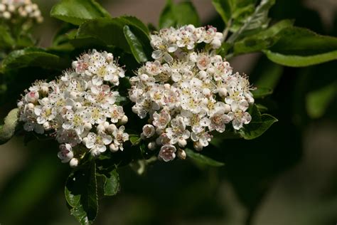 Garten Navi Eberesche Aronia Hybrid X Amelasorbus Jackii