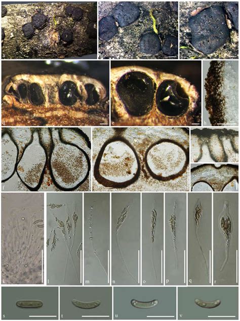 Diatrype Lijiangensis Facesoffungi Number FoF06032 Faces Of Fungi