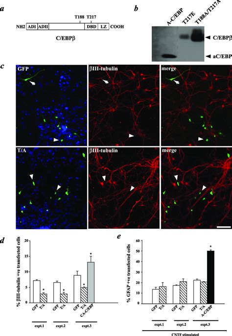 Expression Of A C Ebp Phosphorylation Mutant At The Erk And Rsk Sites