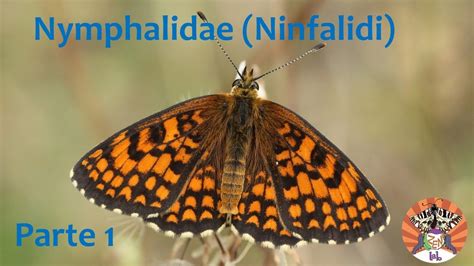 Nymphalidae Ninfalidi Prima Parte Riconoscimento Farfalle Degli