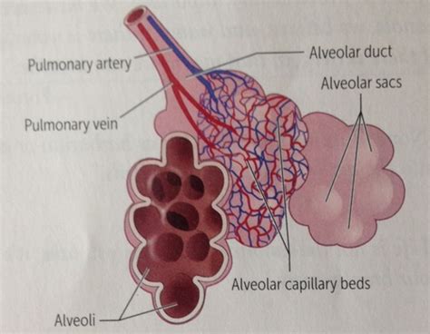 Fa Respiratory A P Flashcards Quizlet