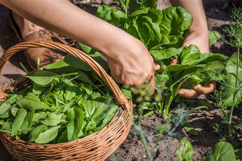 How To Pick And Harvest Spinach Gardeners Path