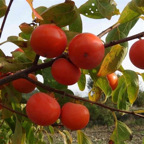 Buy Date Plum Persimmon Diospyros Kaki 10 Seeds Online Seeds Hobbyseeds Store