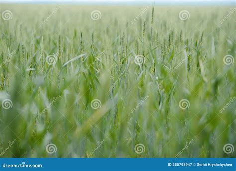 Green Wheat Whistle Wheat Bran Fields And Wheat Shist Royalty Free