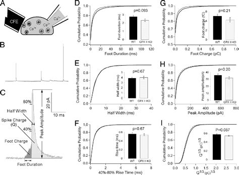 Figure From Complexin Ii Plays A Positive Role In Ca Triggered