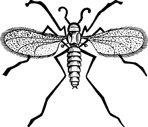 Gnat Clipart Clip Art Library