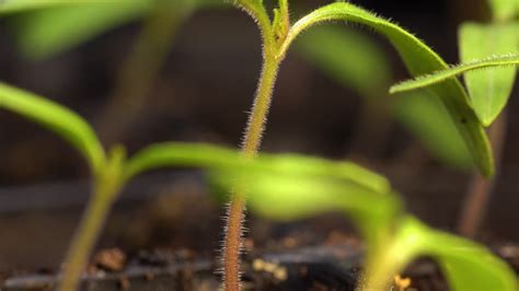 Tomato Sprout Setting First Set Of True Leaves Between Cotyledons Growing In Cell Pack Between