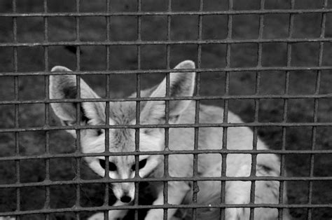 Black And White Desert Fox Free Stock Photo Public Domain Pictures