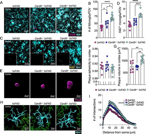 Card Attenuates A Pathology And Modifies Microglial Responses In An