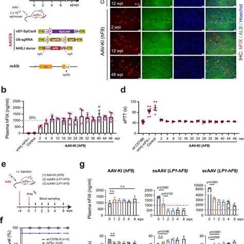 AAV CRISPR Mediated NHEJ Knock In At Proximal 3UTR In MAlb Locus