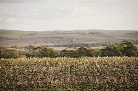 Image Of Broadacre Wheat Crop In The Wheatbelt Of Western Australia