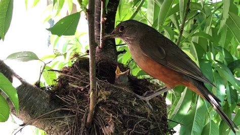 Ninho de Sabiá Laranjeira 1 filhote Turdus rufiventris Parte 1