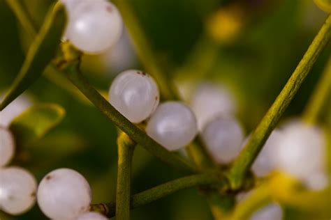 Mistletoe Photos, Download The BEST Free Mistletoe Stock Photos & HD Images