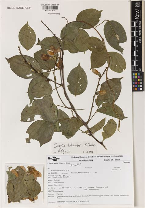 Cratylia Bahiensis L P Queiroz Plants Of The World Online Kew Science