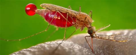 Heres How The Sound Of Mosquitoes Mating Rituals Could Help Us Control Malaria Science News