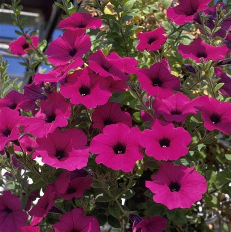 How To Grow Petunias Add Easy Summer Color To Your Garden Gardeningetc