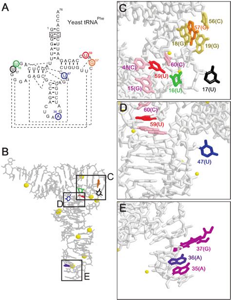 The S Incorporation Sites In Yeast Trna Phe And The Structure Of The