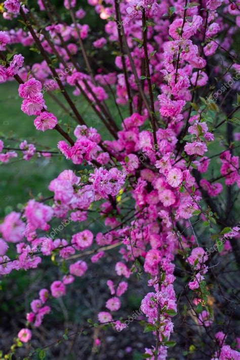 Primer Plano De La Almendra Rosa Trilobulada Am Gdala Tibial Prunus