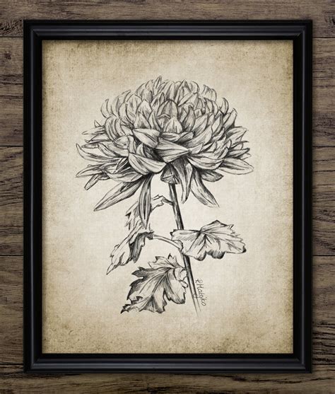 Chrysanthemum Flower Pencil Drawing Wall Art, Printable Garden Flower ...