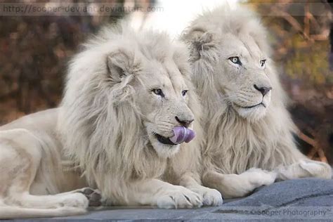 White Lion Facts | White Lion is not a Lion Species