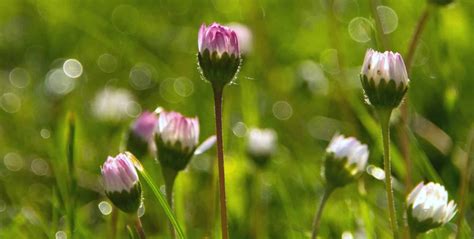 Lawn daisy - tips and guidance for the best possible care