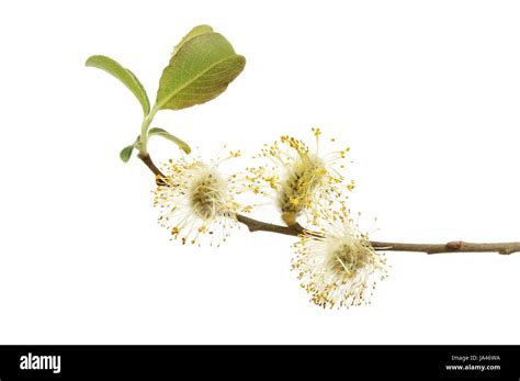 Pussy Willow Blossom And Fresh New Leaves Isolated Against White Stock Photo Alamy