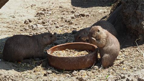 Close up prairie dog eating food 17096534 Stock Video at Vecteezy