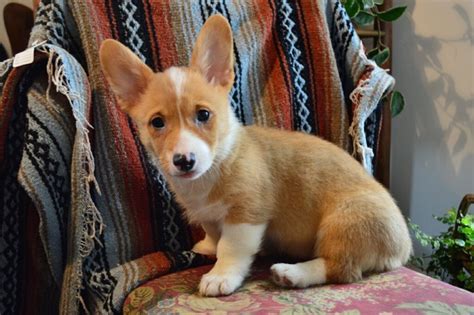 Corgi Puppy for Adoption in Buford, Georgia